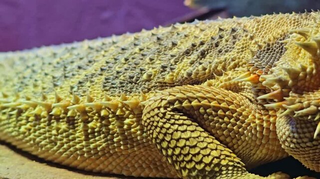 Macro view of bearded dragon scales showing texture and breathing movement