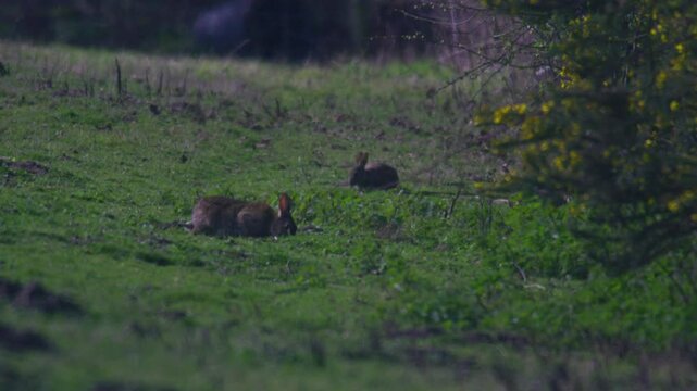 European rabbits feeding on grass in green countryside field with natural vegetation in the United Kingdom