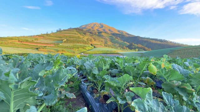 Broccoli plantation in fertile farmland with scenic mountain view. Healthy organic crops growing in rural countryside.