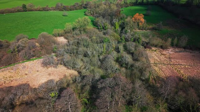 Aerial drone footage showing a patch of woodland surrounded by farmland fields in rural Wiltshire England highlighting contrast between natural habitat and agricultural land use