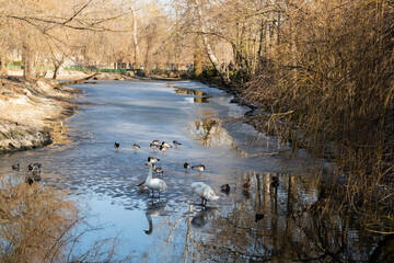 Mute swans Cygnus olor with barnacle geese Branta leucopsis and mallard ducks Anas platyrhynchos on frozen park pond. Wildlife, winter, urban nature © timoha.ig