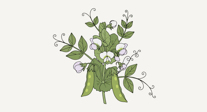 Delicately illustrated pea plant with blossoms, tendrils, and pods