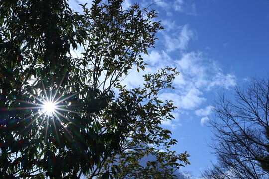 Sunstar shining through green tree branches against blue sky
