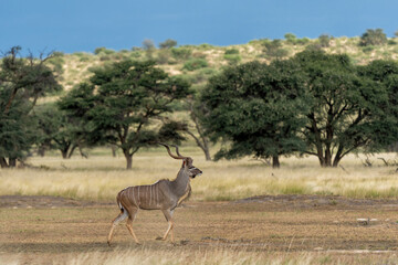 Naklejka premium Kudu (Tragelaphus strepsiceros) male searching for food in the Kgalagadi Transfrontier Park ipart of the Kalahari desert n South Africa
