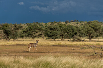 Naklejka premium Kudu (Tragelaphus strepsiceros) male searching for food in the Kgalagadi Transfrontier Park ipart of the Kalahari desert n South Africa