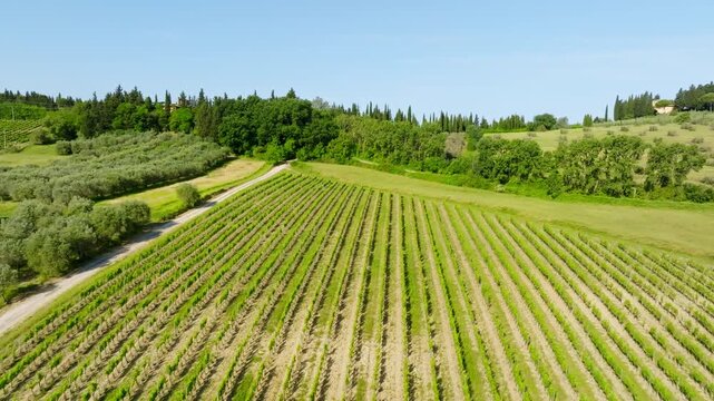 Aerial view backwards over rows of grapevine, summer in the vineyards of Tuscany