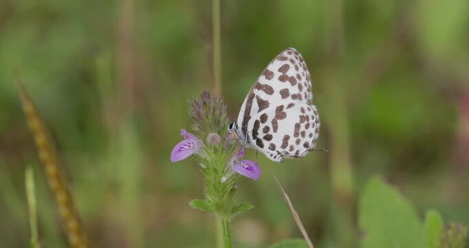 Black and white Pierrot butterfly on pink flowers; detailed winter morning nature display wing fluttering at sunrise