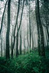 Fototapeta premium forest in the fog