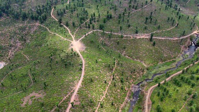 Drone shot capturing a mini waterfall and flowing stream at the center of lush plantations, with curved pathways and terraced greenery forming a visually rich and tranquil landscape.