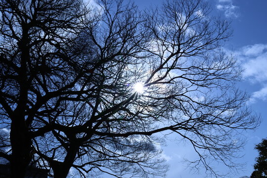 Bare tree branches silhouette with sunstar against blue sky in winter