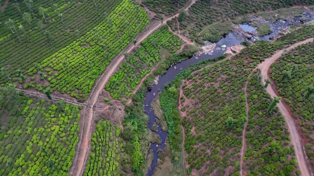 Drone footage moving forward along a winding stream cutting through cultivated hills, revealing symmetrical plantation rows, dirt tracks, and layered terrain with rich color contrast.