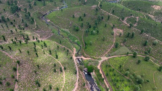 Wide cinematic aerial of a tea estate highlighting a gentle waterfall, winding stream, and structured plantation patterns, with crossing dirt roads adding depth and natural symmetry.