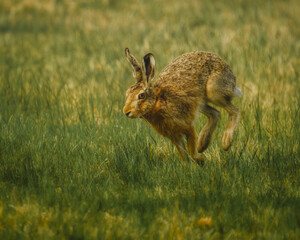 Wild hare sprinting through the meadow grass. European hare lepus europaeus running fast in the field. Wildlife action photography of a brown hare in spring. © Aleks Jovičić