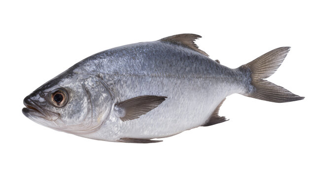 Silver Bluefish Fish with Fins and Scales