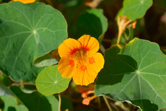 Garden nasturtium yellow and orange flower - Latin name - Tropaeolum majus