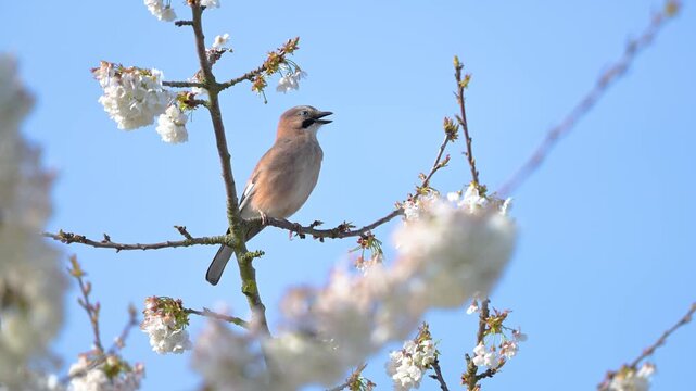 Eurasian jay calling while looking around, perched on a branch of a flowering cherry tree shaken by a light wind. Garrulus glandarius, Prunus avium, r&eacute;gion Centre, France, European Union, Europe