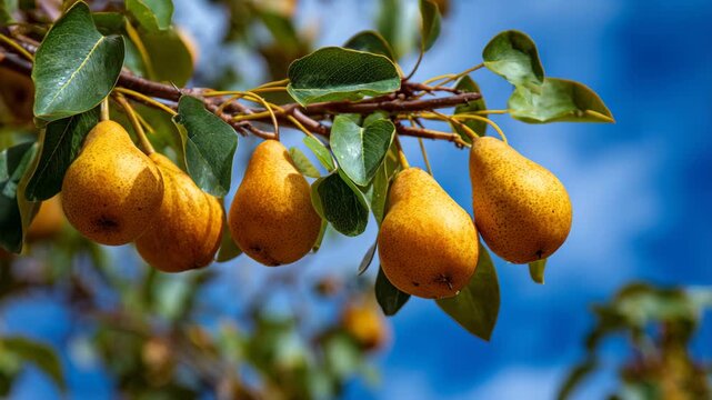 Pears branch ripe fruit orchard sunlight blue sky