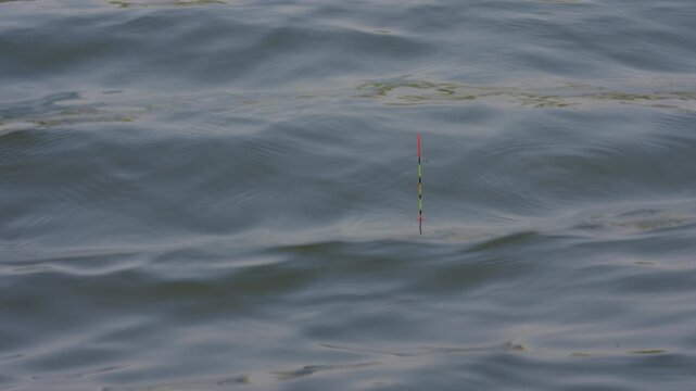 Fishing float gently bobs on calm water surface. Subtle ripples ripple across the dark, quiet pond. Float remains steady, indicating patient wait for catch. Natural water texture reflects soft