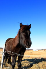 Fototapeta premium Icelandic horse, original Viking horse with thick winter coat in Iceland.