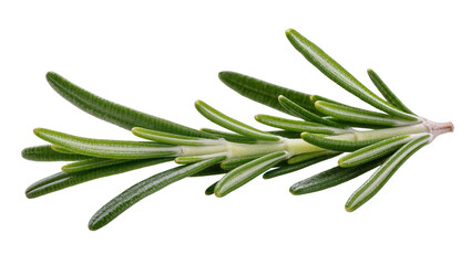 Fototapeta premium Fresh Green Rosemary Sprigs with Purple Stems and Needle-Like Leaves