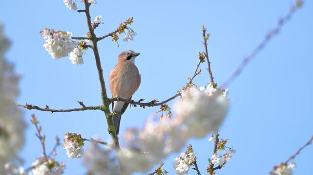 Eurasian jay on alert looking around, perched on a branch of a flowering cherry tree shaken by wind. Garrulus glandarius, Prunus avium, r&eacute;gion Centre, France, European Union, Europe