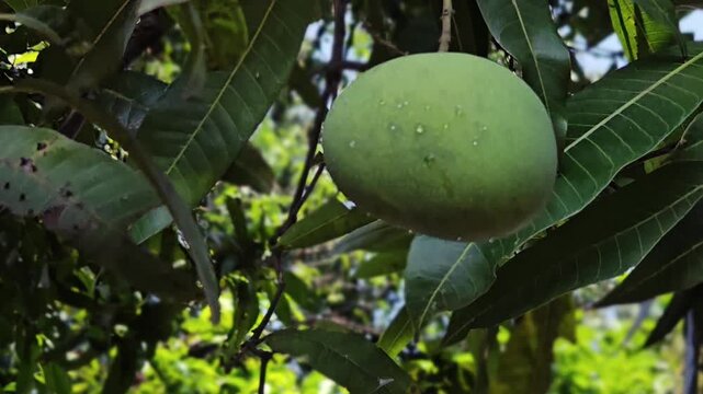Fresh unripe green mango hanging from a tropical tree branch with lush leaves in a sunny garden. Perfect raw organic fruit ingredient for traditional Indian spicy mango pickle, chutney & seasonal food