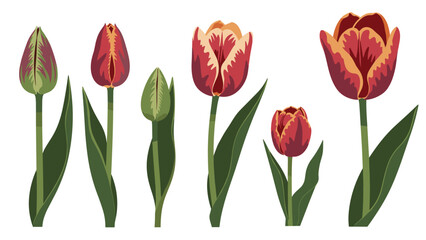 Obraz premium Assorted collection of various tulip flowers in different growth stages and colors isolated on a plain white background.