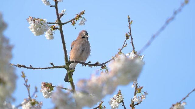 Eurasian jay shaking itself in slow motion and looking around, perched on a branch of a flowering cherry tree shaken by a light wind. Garrulus glandarius, Prunus avium, r&eacute;gion Centre, France, Europe