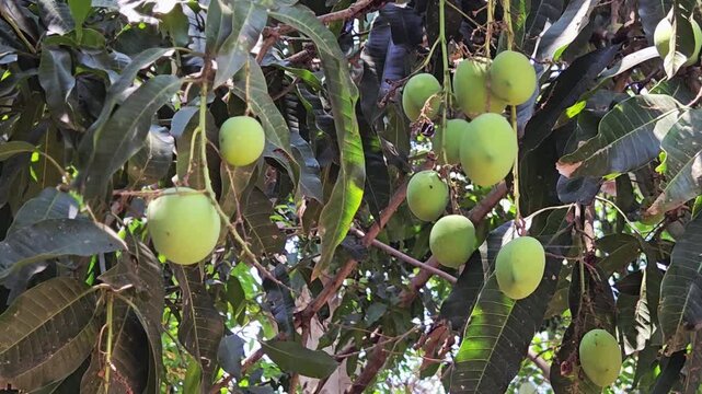 Fresh raw green mangoes on a tree in a tropical garden with sunlight, ideal for agriculture, food industry, and healthy eating concepts, featuring detailed leaves and branch in a lush farm environment