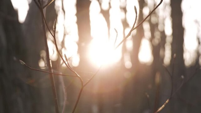 太陽を背景に冬枯れの森のシルエット