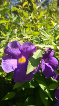 Purple Flower Macro Close Up in Natural Garden, (Thunbergia erecta) Tropical Floral Bloom with Green Leaves Background	