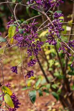 Iochroma cyaneum belongs to the Solanaceae family.