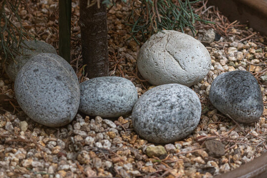 Decorative gray and white stones arranged on gravel around a tree base in a minimalist garden setting.