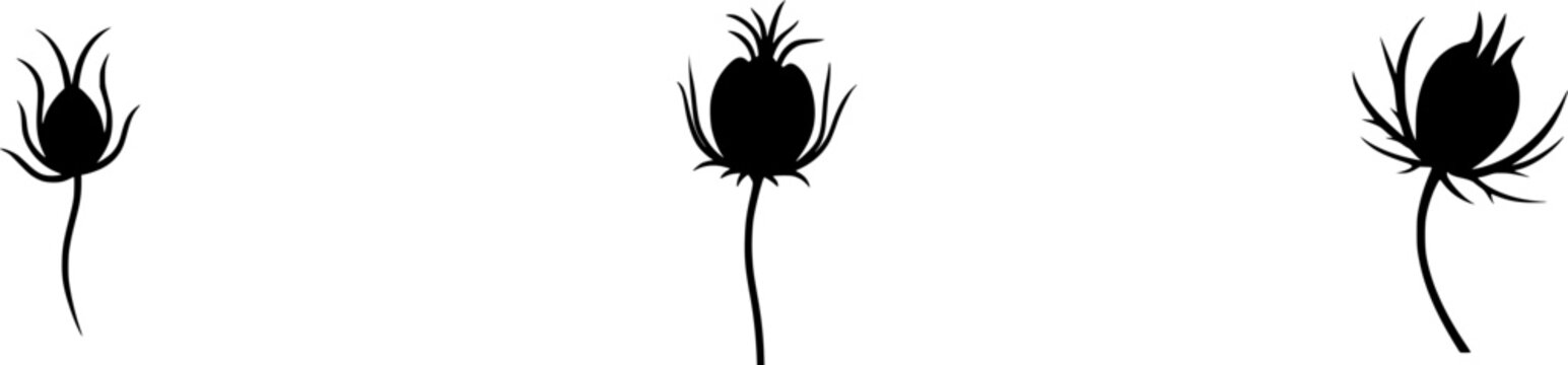 A solitary Nigella seed pod stands elegantly against a pristine white backdrop, its balloon-like shape and feathery horns capturing the essence of natures artistry in a monochromatic masterpiece
