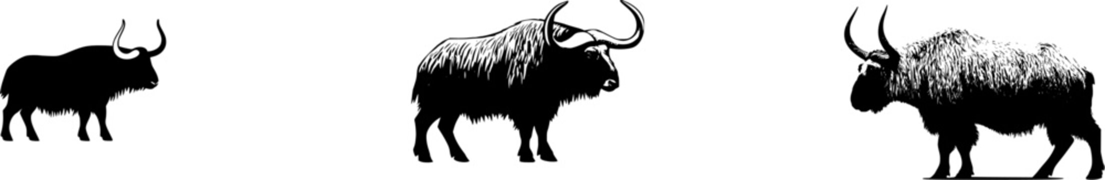 A solitary Takin stands majestically against a pristine white backdrop, its heavy, cow-like body adorned with golden-brown shaggy fur, exuding an aura of serene wilderness