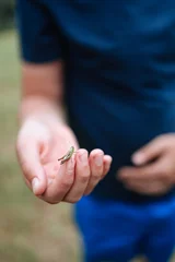 Child holding a grasshopper in an open hand © Zaitseva