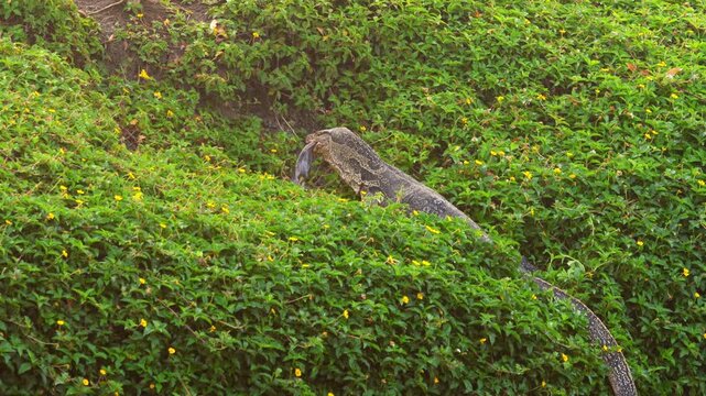A giant monitor lizard eats its prey on the bank of a water canal near Bangkok.