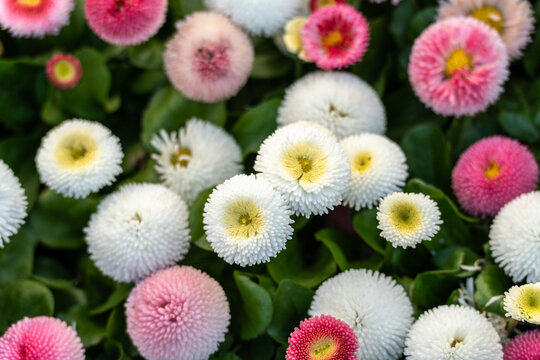 Bright large daisy flowers closeup