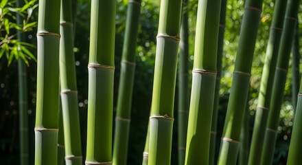 Fototapeta premium A close-up view of green bamboo stalks in a serene natural setting