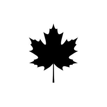 Maple leaf with sharp pointed lobes and deep indentations