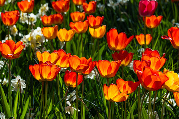 Fototapeta premium Tulips Outdoor, Spring Tulipa Flowers