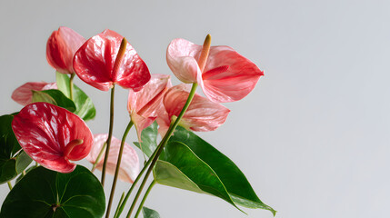 Obraz premium Vibrant pink and red anthurium flowers with green leaves on gray background