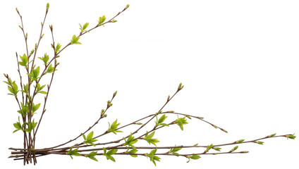 Fototapeta premium Fresh branch png Green leaf cutout Spring twig png New sprout cutout Young shoot png Natural foliage cutout Thin stem png Budding plant cutout Seasonal isolated transparent background image