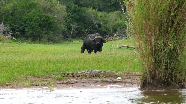 Two large african cape buffaloes and nile crocodile on the riverbank in a lush green savannah. Displaying a classic wildlife confrontation and territorial behavior. Animals in africa nature