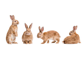 Fototapeta premium Four adorable domestic rabbits in a row, each displaying a unique pose, isolated on a transparent background.