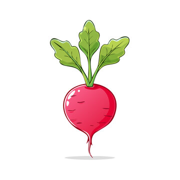 Vibrant Cartoon Radish with Green Leaves Illustration Isolated on White
