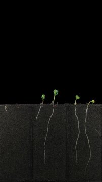 To explore the effect of fertiliser and electromagnetically affected water on germination and growth of roots and sprouts radish (Raphanus raphanistrum) seeds were placed in a rhizobox filled with the
