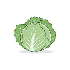 Fototapeta premium Fresh Green Cabbage Vegetable Illustration Hand Drawn Style Healthy Food Concept