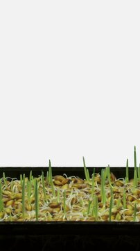Time lapse of germinating and growing barley seeds in a pot isolated on white background, vertical orientation