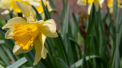Fototapeta premium The yellow daffodil grows in the garden